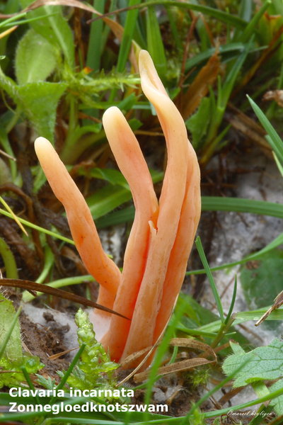 Clavaria-incarnata_Zonnegloedknotszwam_MH20101125_028675-8-Ap