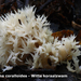 Clavulina-coralloides_Witte-koraalzwam_MH20100915_026693-8Ap