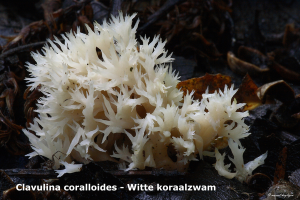 Clavulina-coralloides_Witte-koraalzwam_MH20100915_026693-8Ap