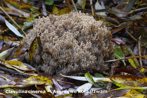 Clavulina-coralloides-Witte-koraalzwam-MH20101031_028261-8Ap