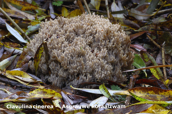 Clavulina-coralloides-Witte-koraalzwam-MH20101031_028261-8Ap