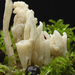 Clavulina-rugosa_Rimpelige-koraalzwam_MH20091211_7660-8-Ap