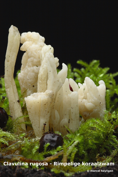 Clavulina-rugosa_Rimpelige-koraalzwam_MH20091211_7660-8-Ap