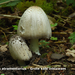 Coprinus-atramentarius_Grote-kale-inktzwam_MH20100514_21201-9-Ap