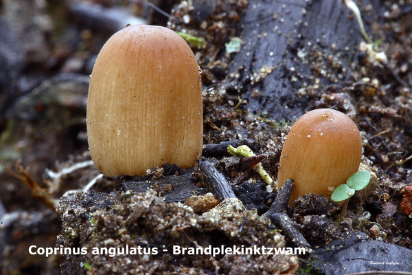Coprinus-angulatus_Brandplekinktzwam_MH20100805_025004-9Ag