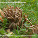 Clavulinopsis-holmskjoldii_Grauwe-sikkelkoraalzwam_MH20101125_028