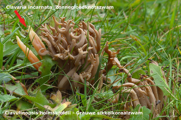 Clavulinopsis-holmskjoldii_Grauwe-sikkelkoraalzwam_MH20101125_028