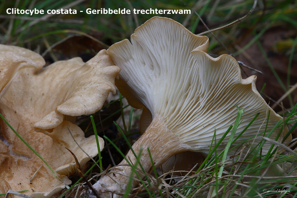 Clitocybe-costata_Geribbelde-trechterzwam_MH20100812_025148-8Ag