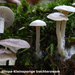 Clitocybe-ditopa-Kleinsporige-trechterzwam-MH20101104_028351-8-Ag
