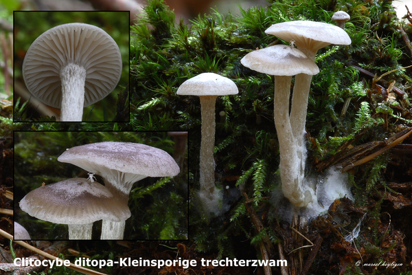 Clitocybe-ditopa-Kleinsporige-trechterzwam-MH20101104_028351-8-Ag