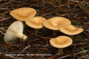 Clitocybe-gibba_Slanke-trechterzwam_MH20100929_027111-8Ag