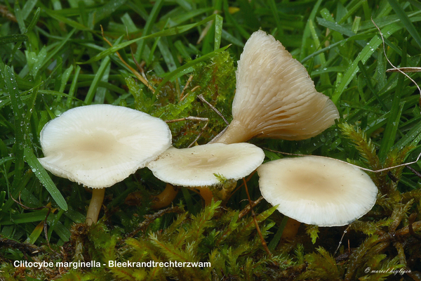 Clitocybe-marginella---Bleekrandtrechterzwam-MH20101112_028462-8-