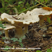 Clitocybe-nebularis-var-nebularis-Nevelzwam-MH20101014_028144-8-A
