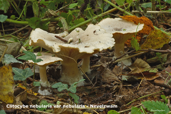 Clitocybe-nebularis-var-nebularis-Nevelzwam-MH20101014_028144-8-A