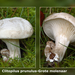 Clitopilus-prunulus-Grote-molenaar-MH20101009_027920-8-Ag