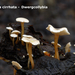 Collybia-cirrhata-Dwergcollybia-MH20101031_028298-8-Ag