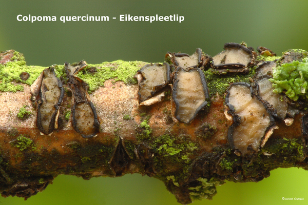 Colpoma-quercinum_Eikenspleetlip_MH20100730_024942-8As