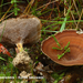 Coltricia-perennis_Echte-tolzwam_MH20101003_027250-8Ap