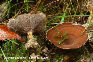 Coltricia-perennis_Echte-tolzwam_MH20101003_027250-8Ap