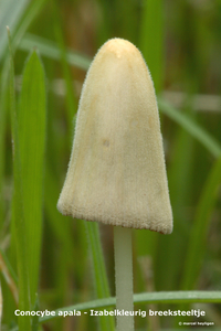 Conocybe-apala_Izabelkleurig-breeksteeltje_MH20100722_024584-8Ag