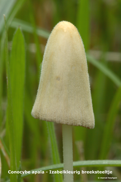 Conocybe-apala_Izabelkleurig-breeksteeltje_MH20100722_024584-8Ag
