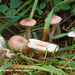 Contumyces-rosellus_Roze-ruitertje_MH20101125_028696-8-Ag