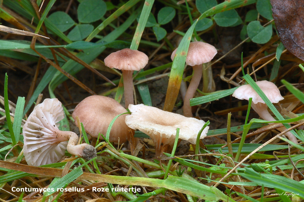 Contumyces-rosellus_Roze-ruitertje_MH20101125_028696-8-Ag