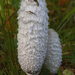 Coprinus-comatus_Geschubde-inktzwam_MH_1482-8Ag