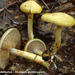Cortinarius-delibutus_Okergele-gordijnzwam_MH20101003_027282-8Ag
