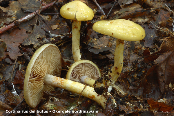 Cortinarius-delibutus_Okergele-gordijnzwam_MH20101003_027282-8Ag