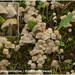 Coprinus-disseminatus_Zwerminktzwam_MH20100408_020581-8-Ag