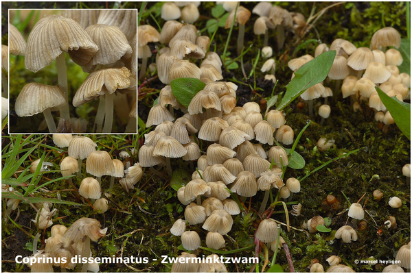 Coprinus-disseminatus_Zwerminktzwam_MH20100408_020581-8-Ag