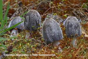 Coprinus-lagopides-Vals-hazenpootje-MH20101105_028414-8-bp42-Ag