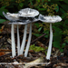 Coprinus-lagopus-var-lagopus-Gewoon-hazenpootje-MH20101009_027897