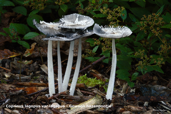 Coprinus-lagopus-var-lagopus-Gewoon-hazenpootje-MH20101009_027897