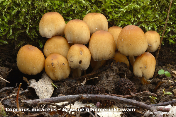 Coprinus-micaceus_Gewone-glimmerinktzwamMH20100405_020546-8-Ag