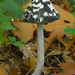 Coprinus-picaceus-Spechtinktzwam-MH20101009_027944--8-Ag