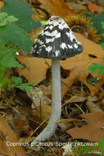Coprinus-picaceus-Spechtinktzwam-MH20101009_027944--8-Ag