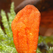 Cordyceps-militaris_Rupsendoder_MH20091211_7655-8-As