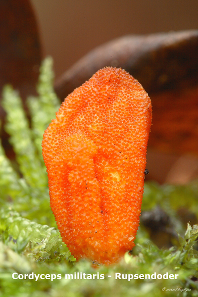 Cordyceps-militaris_Rupsendoder_MH20091211_7655-8-As