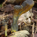 Cordyceps-ophioglossoides_Zwarte-truffelknotszwam_MH20100919_0268