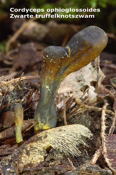 Cordyceps-ophioglossoides_Zwarte-truffelknotszwam_MH20100919_0268