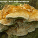 Coriolopsis-trogii_Bleke-borstelkurkzwam_MH20100729_024884-8Ap