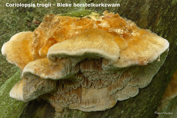 Coriolopsis-trogii_Bleke-borstelkurkzwam_MH20100729_024884-8Ap