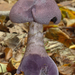 Cortinarius violaceus-Violette gordijnzwamMH_20101007_027860-4-Ag