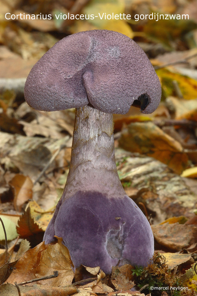 Cortinarius violaceus-Violette gordijnzwamMH_20101007_027860-4-Ag