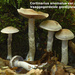 Cortinarius-anomalus-var-anomalus_Vaaggegordelde-gordijnzwam_MH20