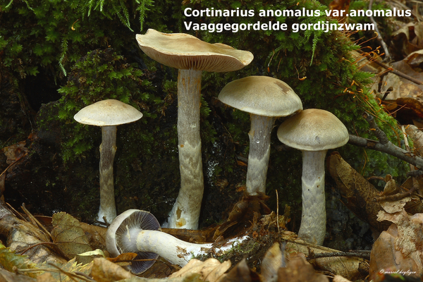 Cortinarius-anomalus-var-anomalus_Vaaggegordelde-gordijnzwam_MH20