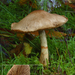 Cortinarius-armillatus_Armbandgordijnzwam_MH20101003_027235-8Ag