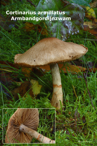 Cortinarius-armillatus_Armbandgordijnzwam_MH20101003_027235-8Ag